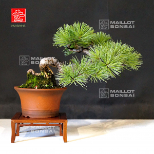 pinus pentaphylla 26070213