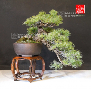 vendu-pinus-pentaphylla-26070217