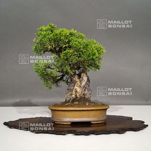 juniperus-chinensis-itoigawa-30070217