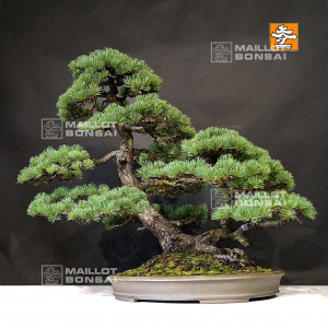 vendu-pinus-pentaphylla-30070211