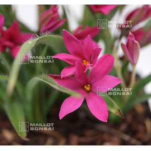 rhodohypoxis "pink shot" pot 1,4 litre