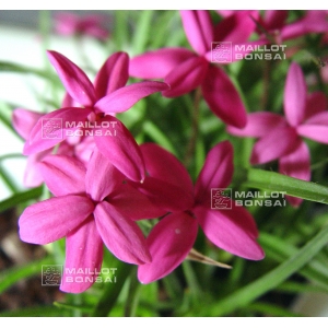 rhodohypoxis "donald man" pot 1,4 litre