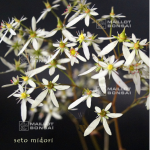 saxifraga-fortunei-shirobana