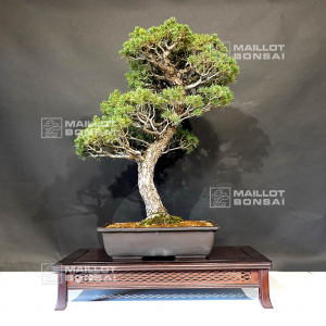 pinus-pentaphylla-kokonoe