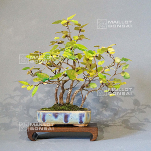 vendu-carpinus-turczaninowii-20080211