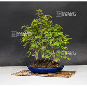 VENDU carpinus turczaninowii 150601610