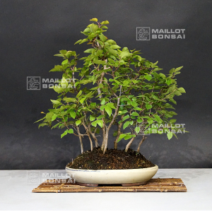 vendu-carpinus-turczaninowii-150601612