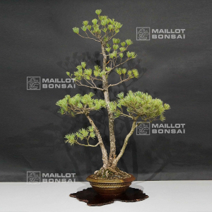 pinus-pentaphylla-03090214