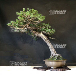 vendu-pinus-pentaphylla-du-japon-ref-17090212