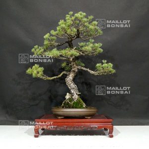 pinus-pentaphylla-17090215