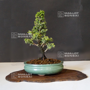 cryptomeria-du-japon-ref-27080213