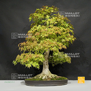 vendu-acer-palmatum-ref-06080212