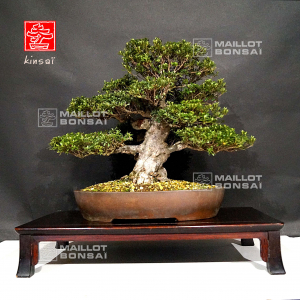 vendu-rhododendron-kinsai-24090213