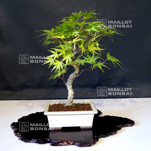 vendu-acer-palmatum-arakawa-12050217