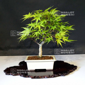 acer palmatum arakawa 12050215