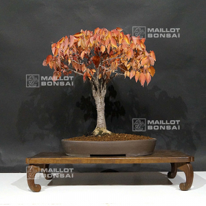 vendu-zelkova-serrata-ref-221002116