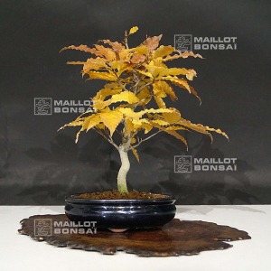 vendu-fagus-crenata-22100217