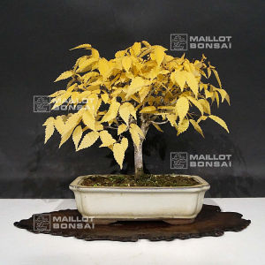 vendu-zelkova-serrata-ref-221002111