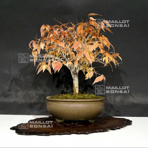 zelkova-serrata-ref-221002114