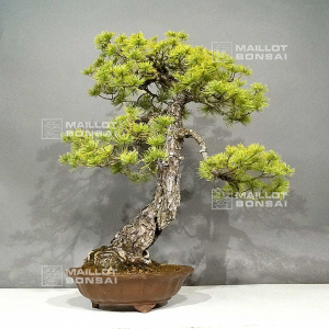 pinus-pentaphylla-ref-5110211