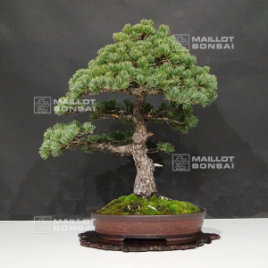 vendu-pinus-pentaphylla-kokonoe-5110213