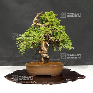 vendu-juniperus-chinensis-itoigawa-05110214