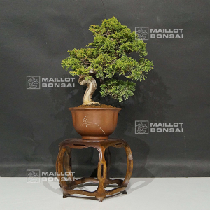 juniperus chinensis itoigawa 5110216