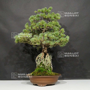 pinus pentaphylla 5110219