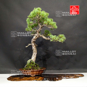 VENDU pinus pentaphylla 24090212