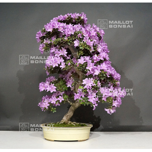 vendu-rhododendron-kumpu-14060191