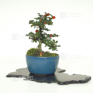 vendu-cotoneaster-microphylla-12110213