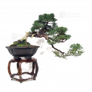 PT juniperus chinensis itoigawa 12110214