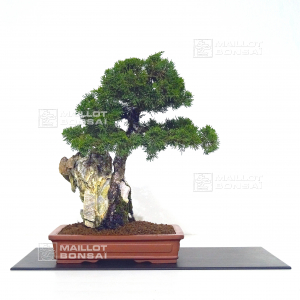 juniperus chinensis itoigawa 12110216