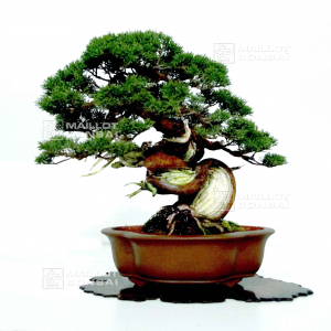 vendu-juniperus-chinensis-itoigawa-12110215
