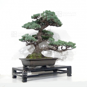 VENDU Pinus pentaphylla du Japon 12110218