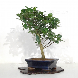 vendu-camelia-japonica-ref-02120215