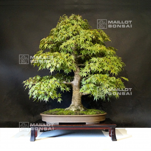 vendu-acer-palmatum-ref-0910211