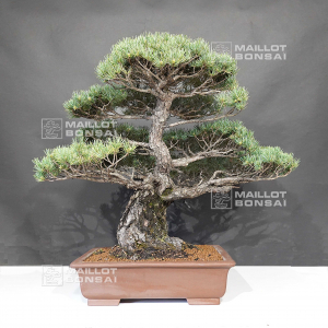 pinus-pentaphylla-du-japon-4060211