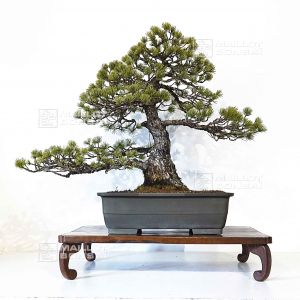 pinus-pentaphylla-24010222