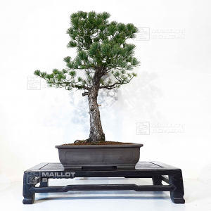 VENDU Pinus pentaphylla 24010224