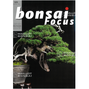 BONSAI FOCUS N° 121