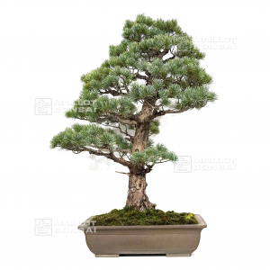 VENDU pinus pentaphylla 04020221