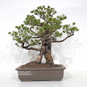 pinus-pentaphylla-18020225