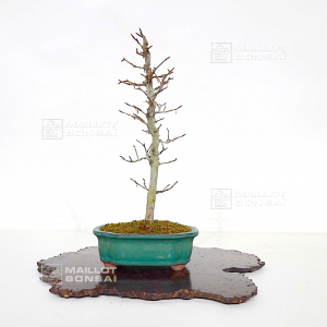 fagus-crenata-010202210