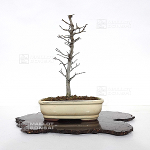 vendu-fagus-crenata-010202211