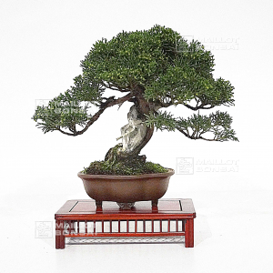 VENDU Juniperus chinensis itoigawa 17030222