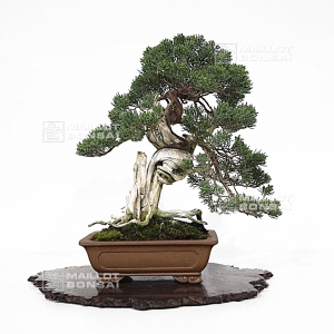 juniperus-chinensis-itoigawa-17030223