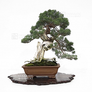 vendu-juniperus-chinensis-itoigawa-17030223