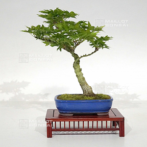 vendu-acer-palmatum-shishigashira-17030225