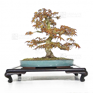 vendu-acer-palmatum-ref-17030229